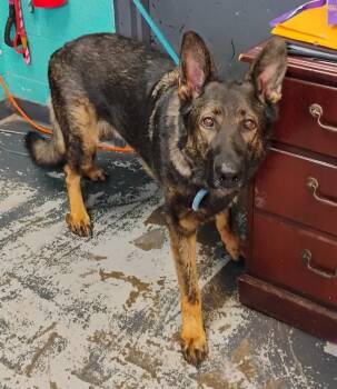 Tyson #137 -  German Shepherd Dog Dog for Adoption in New Lexington, Ohio - Tyson #137 | PetCurious