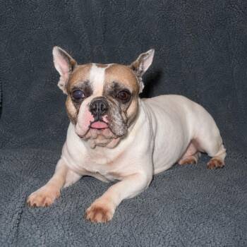 Gentry Sue -  French Bulldog Dog for Adoption in Pelham, New Hampshire - Gentry Sue | PetCurious