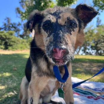 Artemis -  Shepherd Dog for Adoption in San Diego, California - Artemis | PetCurious