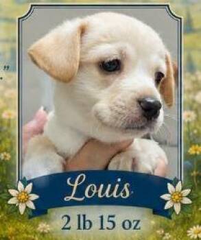 Louis -  Dachshund Dog for Adoption in Mesa, Arizona - Louis | PetCurious