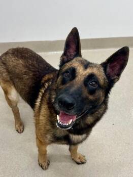 German Shepherd Dog Dogs Available for Adoption in Baytown, Texas - CHARLIE | PetCurious