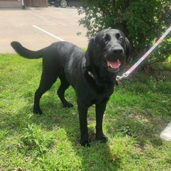 Black Labrador Retriever Dogs Available for Adoption in Hackett, Arkansas - River | PetCurious