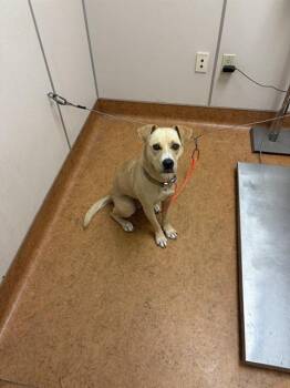 EVIE -  Labrador Retriever Dog for Adoption in Sacramento, California - EVIE | PetCurious