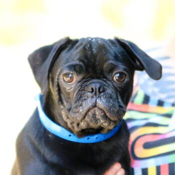 Pug Dogs Available for Adoption - Affogato | PetCurious