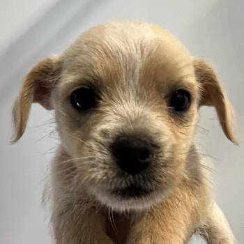 Marshmallow -  Australian Cattle Dog Blue Heeler and Mixed Breed Dog Available for Adoption in Goleta, California - Marshmallow | PetCurious