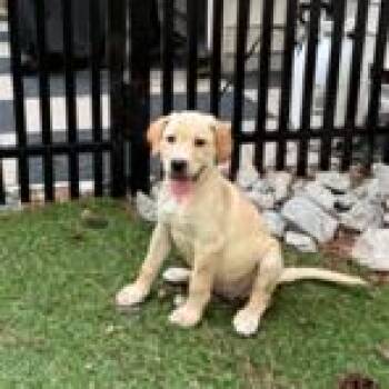 Waffle -  Retriever Dog for Adoption in Wake Forest, North Carolina - Waffle | PetCurious