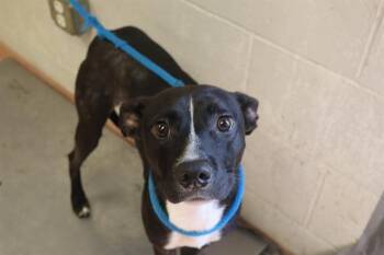 CARLOS -  Mixed Breed Dog for Adoption in Columbia, South Carolina - CARLOS | PetCurious