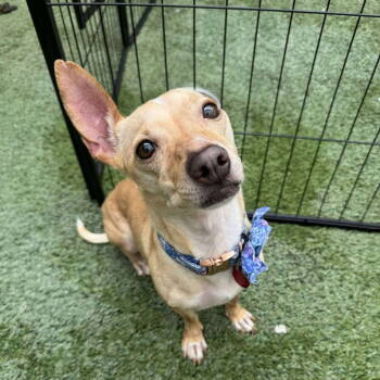 Rescue Chihuahua Dogs for Adoption in Tempe, Arizona - Rosie | PetCurious