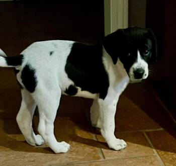 English Pointer and Beagle Dogs Available for Adoption - Caden | PetCurious