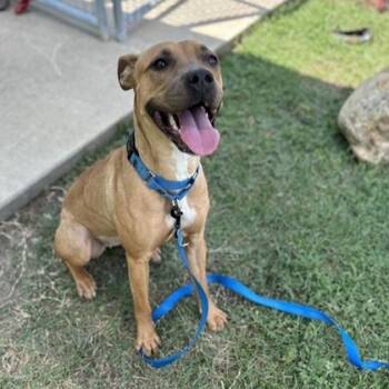Rescue Mixed Breed Dogs for Adoption in Dallas, Texas - Daisy | PetCurious