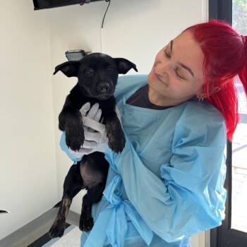 Black Labrador Retriever and Mixed Breed Dogs Available for Adoption in Nashville, Tennessee - Bee | PetCurious