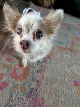 Chihuahua Dogs Available for Adoption in Whitewater, Wisconsin - Pearl | PetCurious