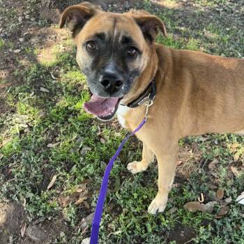 Nala -  Black Mouth Cur and Collie Dog for Adoption in Austin, Texas - Nala | PetCurious