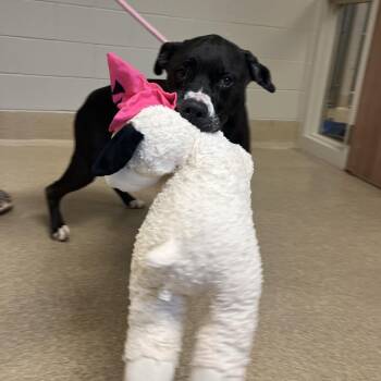 Pit Bull Terrier Dogs Available for Adoption - Sasha- Regal Resident, Adoption Fees Waived! | PetCurious