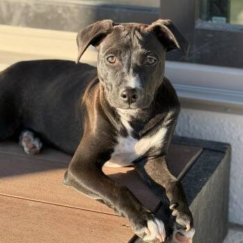 Bulldog and Boxer Dogs Available for Adoption - Bruno | PetCurious