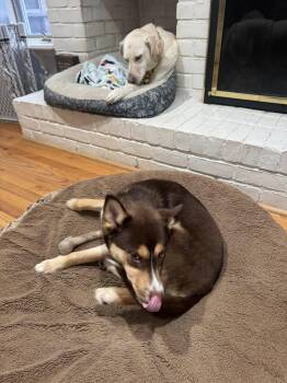 Husky Dogs Available for Adoption in Holbrook, New York - LENI | PetCurious