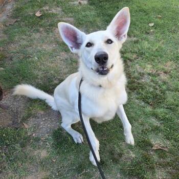 BELLE STAR -  Siberian Husky Dog for Adoption in Long Beach, California - BELLE STAR | PetCurious