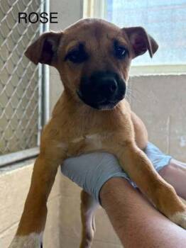 Rose Hall -  Australian Cattle Dog Blue Heeler Dog for Adoption in Waunakee, Wisconsin - Rose Hall | PetCurious