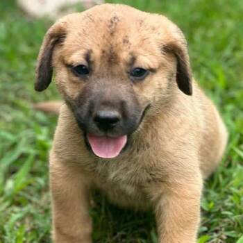 Patriot -  Great Pyrenees and German Shepherd Dog Dog for Adoption in Kittanning, Pennsylvania - Patriot | PetCurious