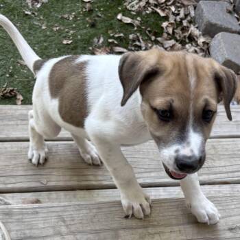 Dolly - Athletic, Brave, and Curious -  Hound Dog for Adoption in Houston, Texas - Dolly - Athletic, Brave, And Curious | PetCurious