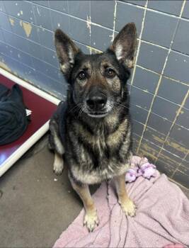 German Shepherd Dog Dogs Available for Adoption in Marion, Ohio - Timber | PetCurious