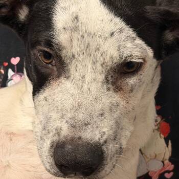 Walnut -  Labrador Retriever and Mixed Breed Dog for Adoption in Yuma, Arizona - Walnut | PetCurious