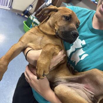 Bubsey -  Mixed Breed Dog for Adoption in Gainesville, Florida - Bubsey | PetCurious
