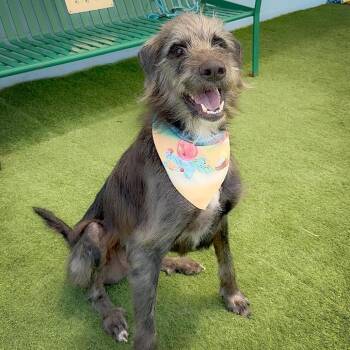 Eugene -  Irish Wolfhound and Mixed Breed Dog for Adoption in Temple, Texas - Eugene | PetCurious