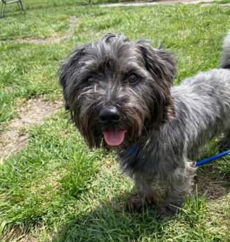 Schnauzer Dogs Available for Adoption in Plainfield, Illinois - Justin | PetCurious