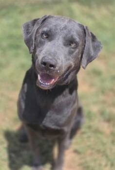 Labrador Retriever and Mixed Breed Dogs Available for Adoption in York, South Carolina - MEL | PetCurious