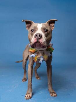 Madame -  Mixed Breed Dog for Adoption in Atlanta, Georgia - Madame | PetCurious