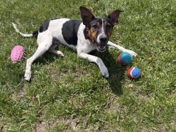 Arlo- Adoption Fee Sponsored! -  Terrier Dog for Adoption in Mount Pleasant, Iowa - Arlo- Adoption Fee Sponsored! | PetCurious