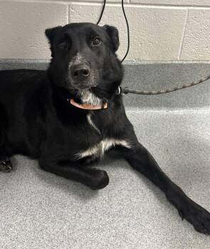 EPONINE -  German Shepherd Dog and Mixed Breed Dog for Adoption in Indianapolis, Indiana - EPONINE | PetCurious