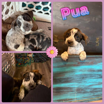 Rescue Boxer and Mixed Breed Dogs for Adoption in Idaho Falls, Idaho - Pua | PetCurious