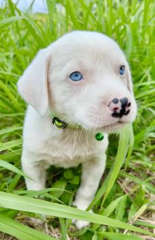 Labrador Retriever and Shepherd Dogs Available for Adoption in Isabela, Isabela - Domino - BLUE Eyes, Boy Puppy *LOW FEE* | PetCurious