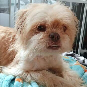 Maltese and Mixed Breed Dogs Available for Adoption in Olathe, Kansas - Sweet Pea | PetCurious