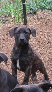 Labrador Retriever and Boxer Dogs Available for Adoption in Watertown, Connecticut - Cinco | PetCurious