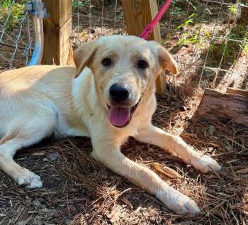 Purple collar boy -  Labrador Retriever and Husky Dog for Adoption in Wando, South Carolina - Purple Collar Boy | PetCurious