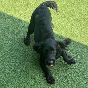 Sassy 7099 -  English Cocker Spaniel Dog for Adoption in Loxahatchee Groves, Florida - Sassy 7099 | PetCurious