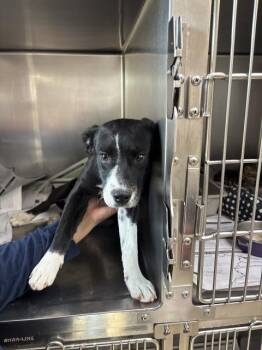 Pit Bull Terrier and Mixed Breed Dogs Available for Adoption in Visalia, California - A252971 | PetCurious