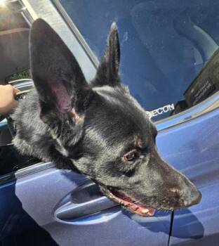 Cicero -  Mixed Breed Dog for Adoption in Chamblee, Georgia - Cicero | PetCurious