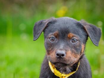 Fuji -  Rottweiler Dog Available for Adoption in Pointe-fortune, Quebec - Fuji | PetCurious