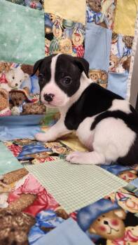 EENIE -  Pit Bull Terrier Dog for Adoption in Fremont, Ohio - EENIE | PetCurious