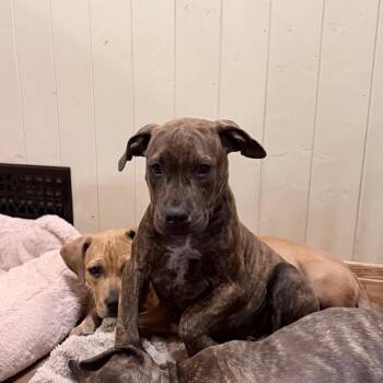 Toad -  American Staffordshire Terrier and Chocolate Labrador Retriever Dog for Adoption in Northville, Michigan - Toad | PetCurious