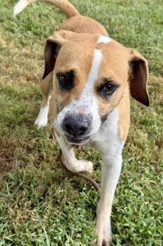 Huckleberry Pie -  Mixed Breed Dog for Adoption in Maryville, Tennessee - Huckleberry Pie | PetCurious