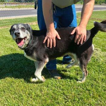 Boots -  Shepherd Dog for Adoption in St. Louis, Missouri - Boots | PetCurious