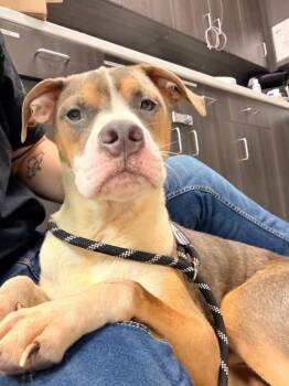 Pit Bull Terrier and Jack Russell Terrier Dogs Available for Adoption in Huntington, Indiana - Bosco | PetCurious