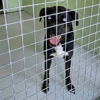 Rescue Husky Dogs for Adoption in Conway, New Hampshire - Hera | PetCurious