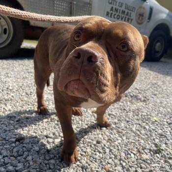 Mixed Breed Dogs Available for Adoption in Valley, Alabama - Stuart Little | PetCurious