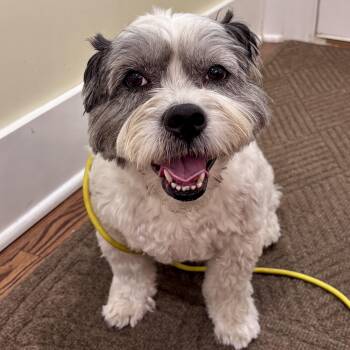 Schnoodle and Schnauzer Dogs Available for Adoption in Houston, Texas - Cyrus — The Curly‑Coated Cutie With A Heart Of Gold | PetCurious
